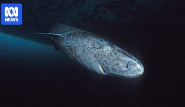 Eyes of the world's longest-living vertebrate, the Greenland shark, show little ageing