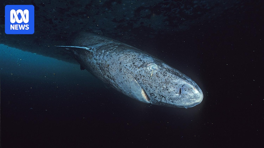 Eyes of the world's longest-living vertebrate, the Greenland shark, show little ageing