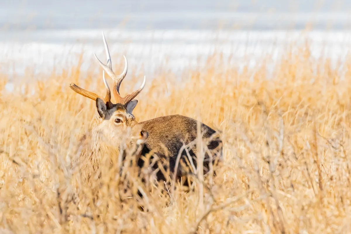 Yahoo lifestyle home