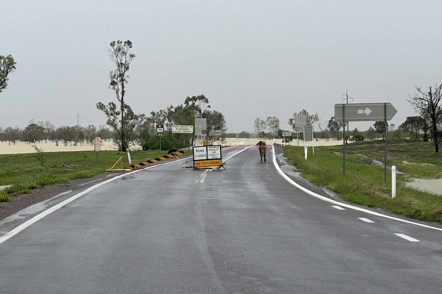 Floodwaters over road with signs saying closed and a cow standing beside. 