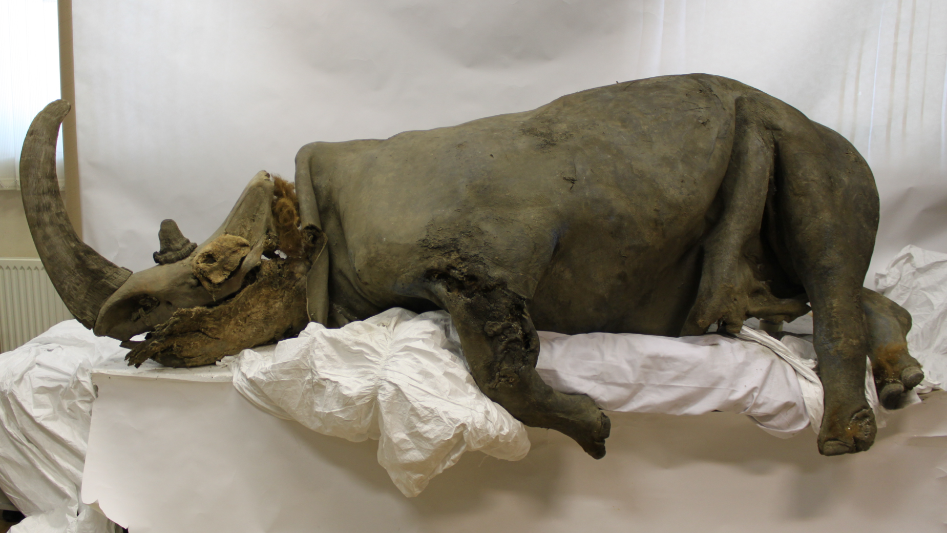 the mummified remains of a woolly rhino rest on a white sheet