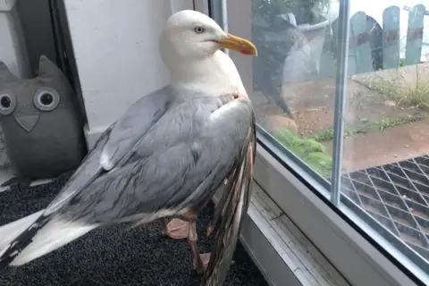 Karen McKone A gull with a damaged wing looks out of a window