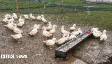 Around 30 white ducks drinking water from a rectangular metal basin outdoors. They are on a patchy of muddy land which is surrounded by black netting.