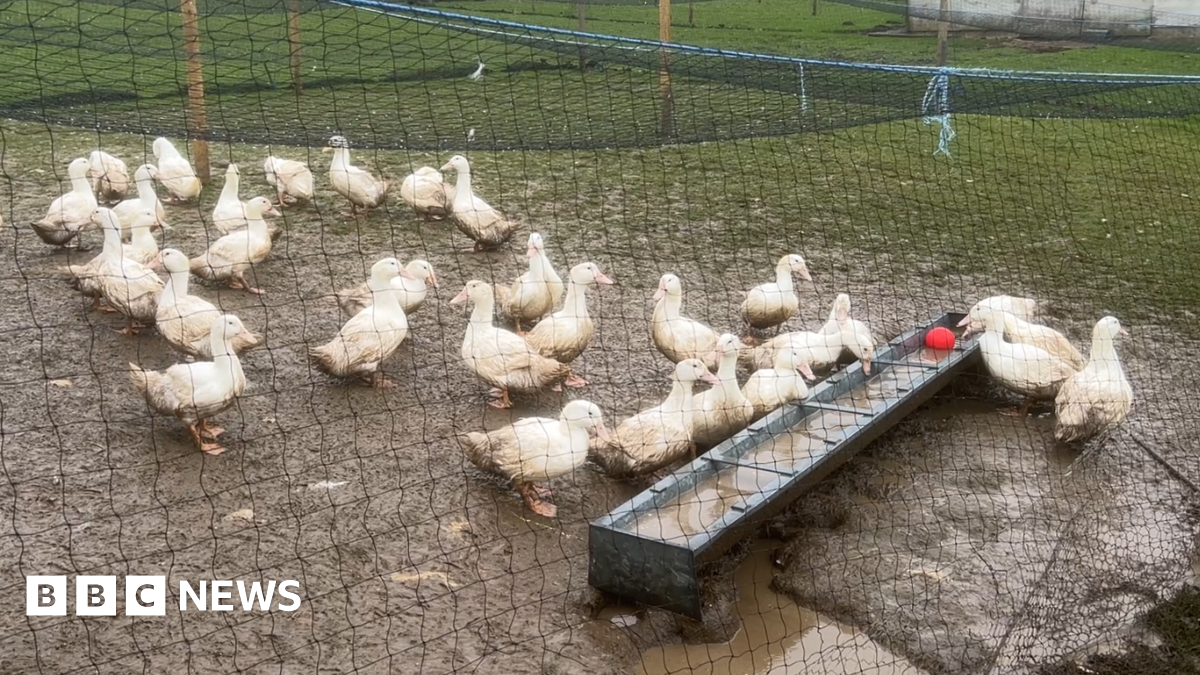 Around 30 white ducks drinking water from a rectangular metal basin outdoors. They are on a patchy of muddy land which is surrounded by black netting.