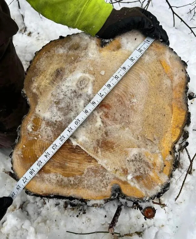 Invasive species can be a headache for homeowners. The removal of a plant that's overgrowing and soaking up precious resources other species need can be costly and time-consuming.