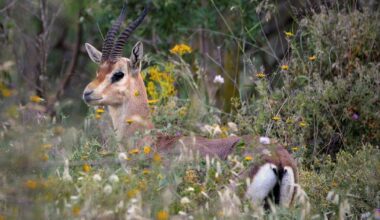 Gazelles Are the Latest Victims of Israeli Illegal Activity Near the Separation Barrier