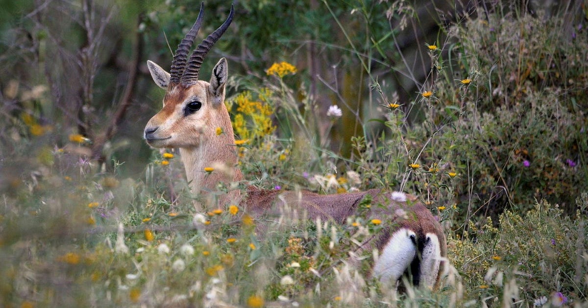 Gazelles Are the Latest Victims of Israeli Illegal Activity Near the Separation Barrier