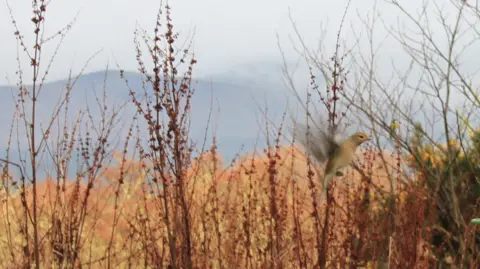 Hannah Bryant A small bird hovers among tall brown stems, with distant hills visible through soft haze.