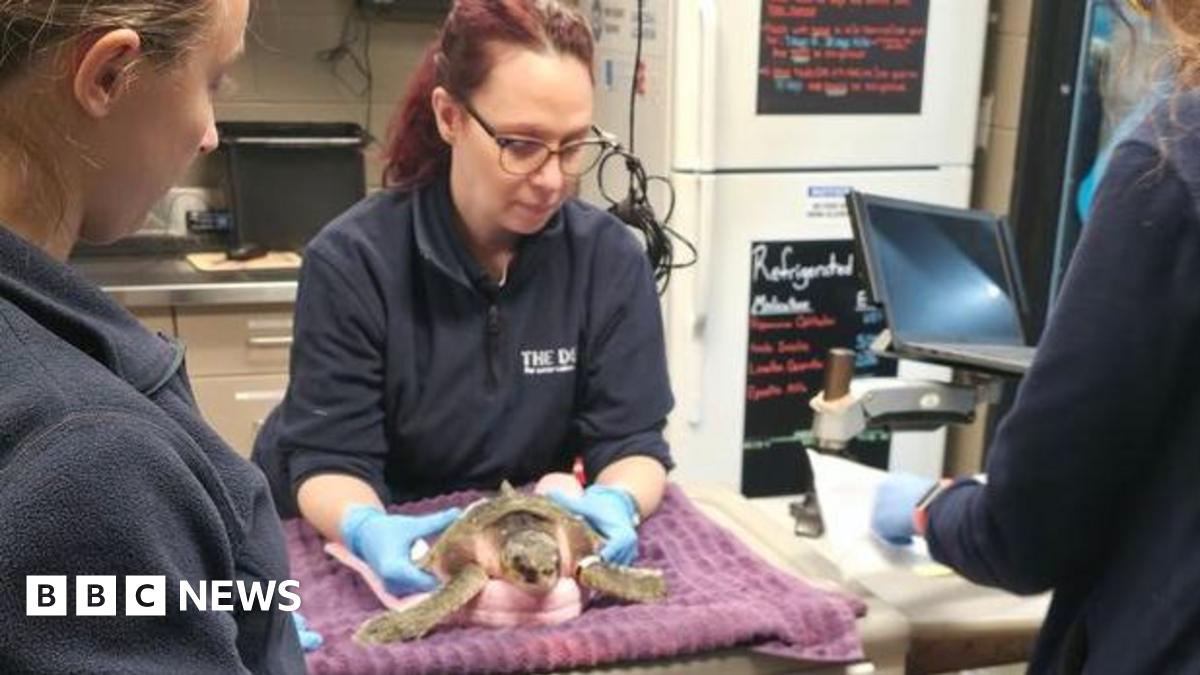 A woman has blue plastic gloves and is handling a  turtle which is resting on towels on a table.  Two assistants stand either side of her on the other side of the table.