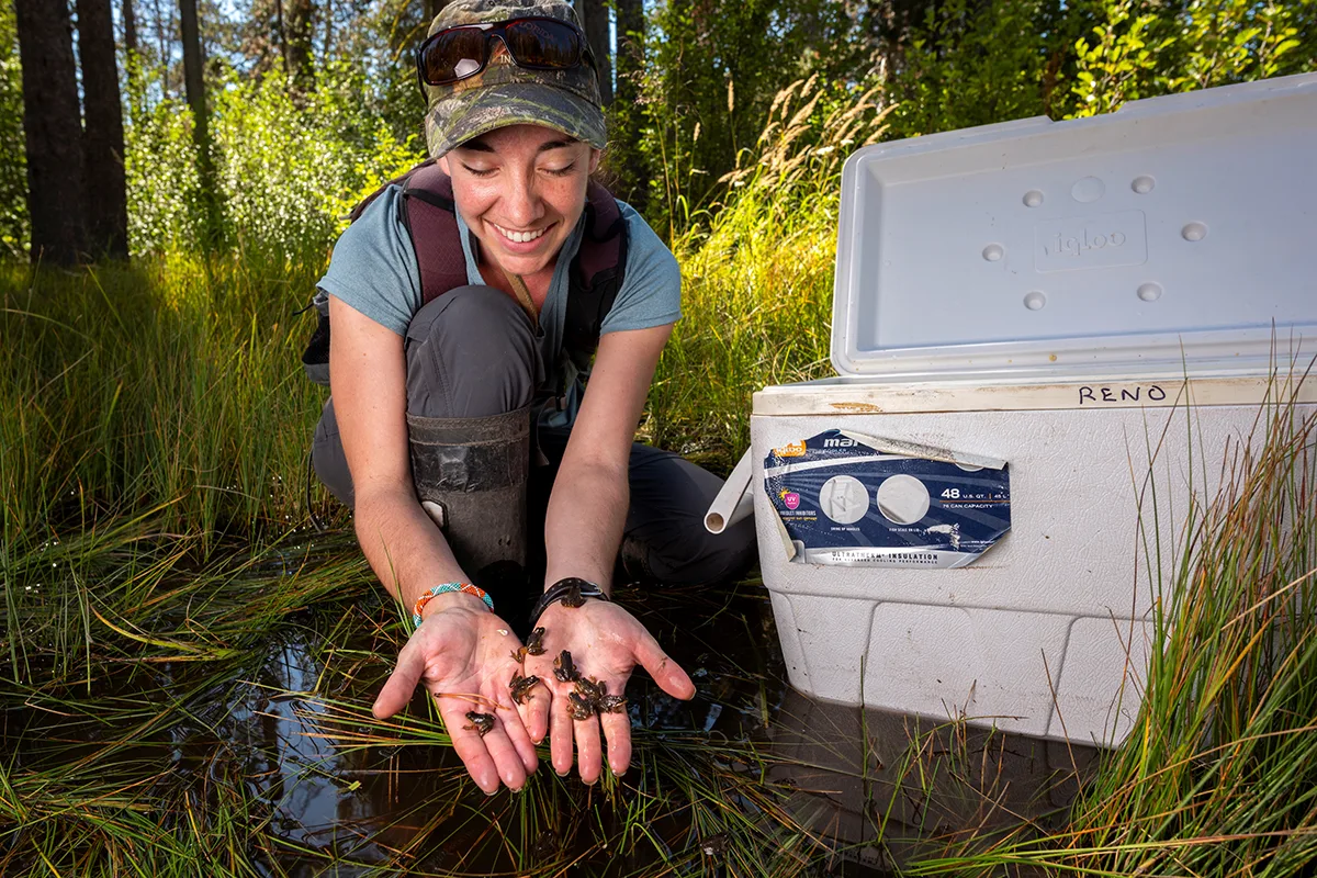 Researcher holding tiny frogs in hands.