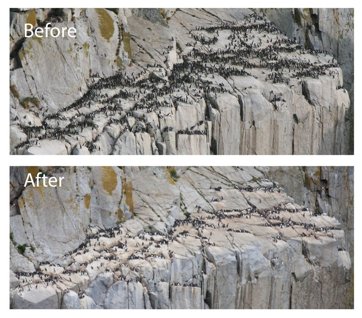A Common Murre Colony On South Island, Semidi Islands, Alaska Maritime National Wildlife Refuge