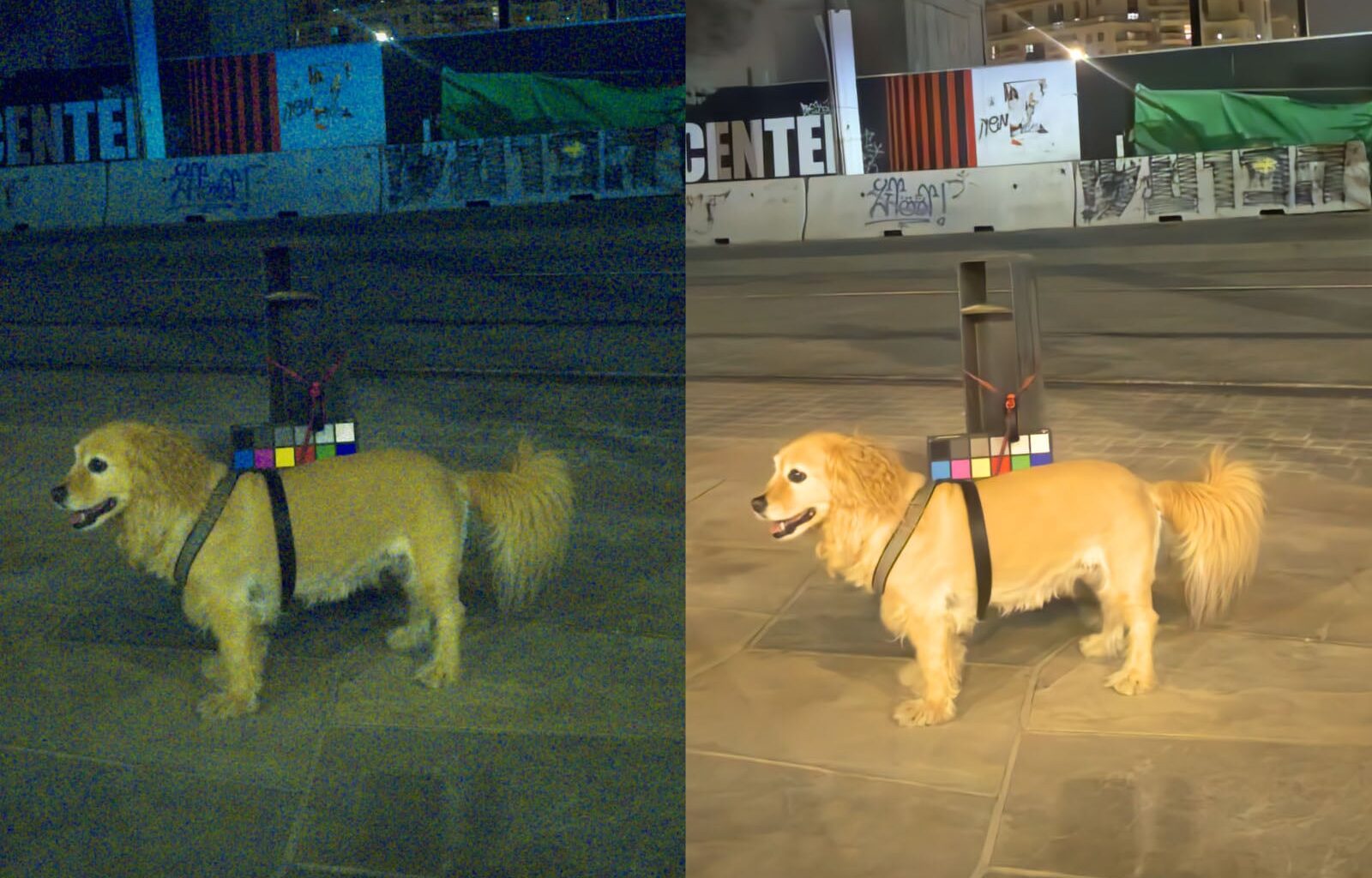 A golden retriever stands on pavement at night with a harness holding a device and a color checker on its back. The image is split in half, showing a yellowish left side and a brighter, clearer right side.