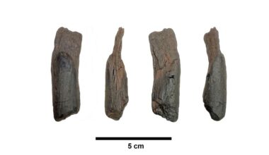 430,000-year-old wooden tools are the oldest ever found
