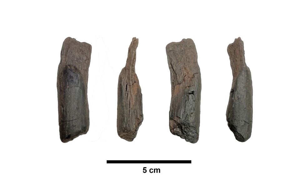 430,000-year-old wooden tools are the oldest ever found