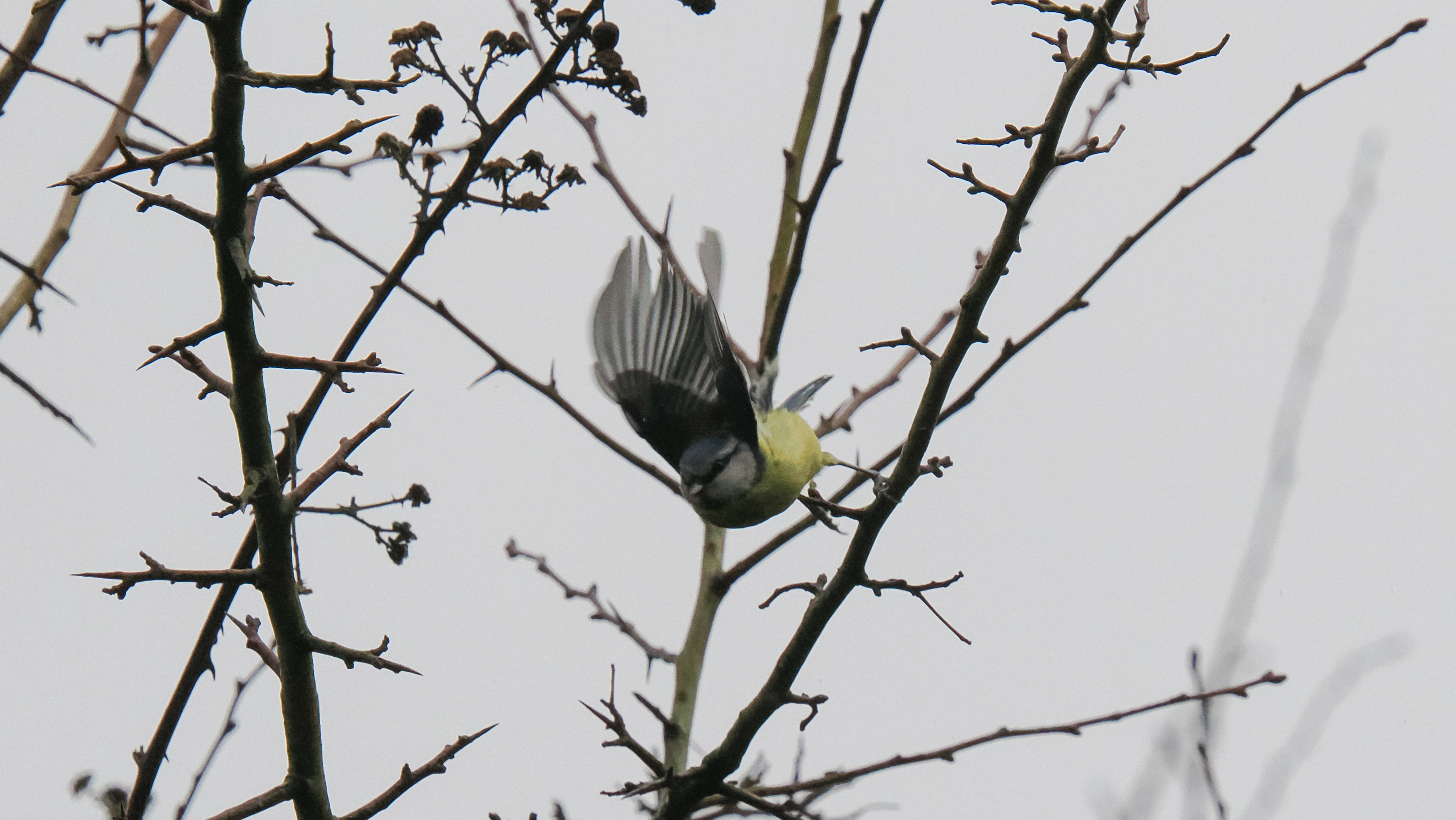 A wildlife photo taken on an OM System OM-1 Mark II mirrorless Micro Four Thirds camera