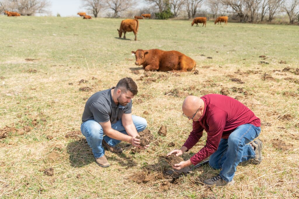 Two men handle soil in front of grazing cattle.
