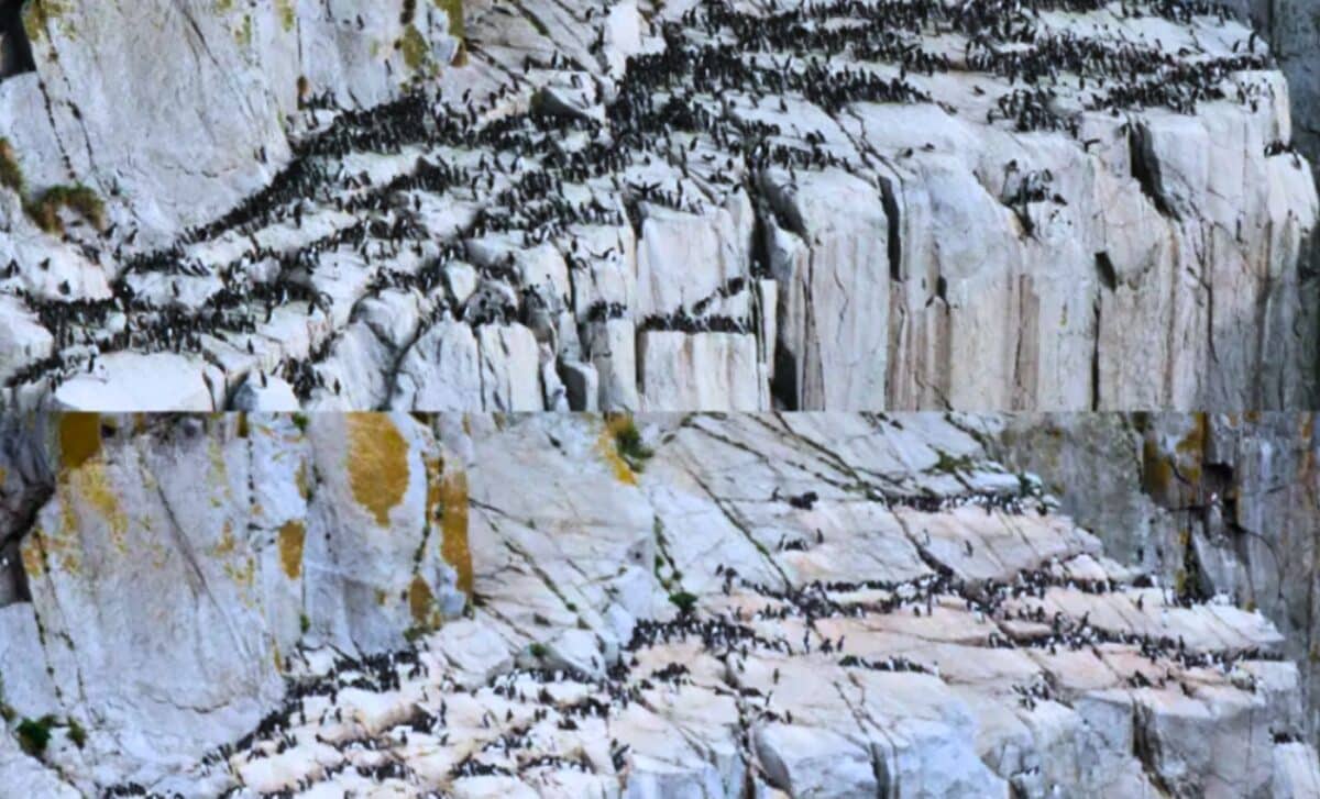 Alaska’s Seabird Colonies Went Silent In Just Two Years
