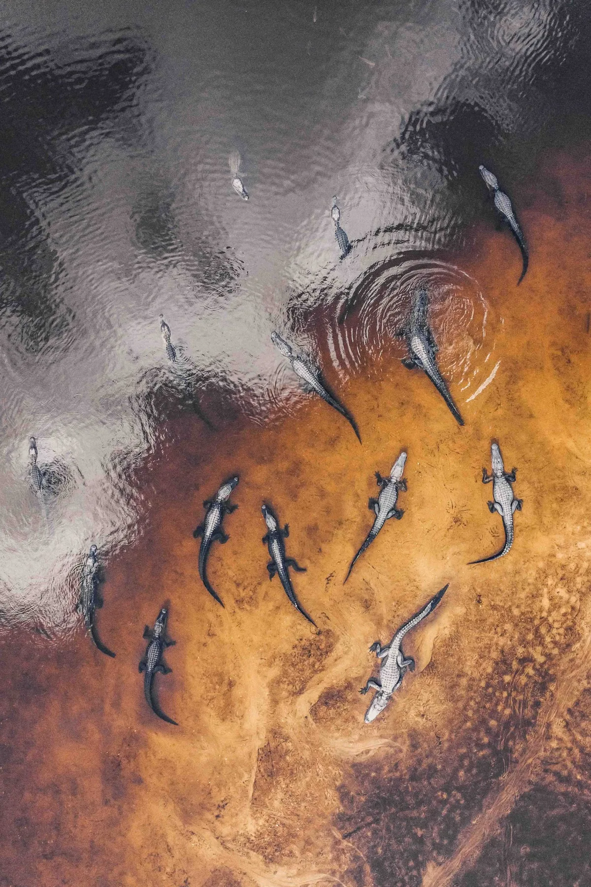 Aerial shot looking down on a large group of alligators resting in a swamp, Florida, United States of America