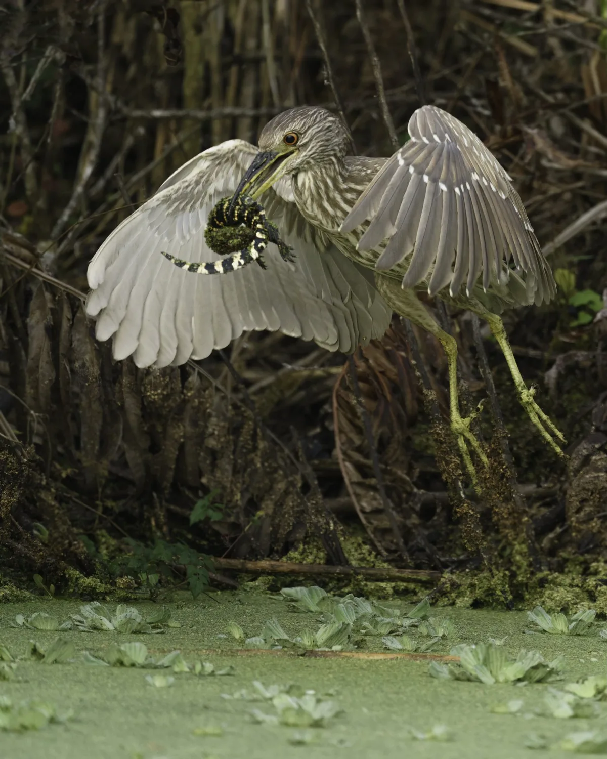 Black-crowned night heron catches alligator hatchling