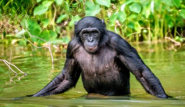 Bonobos are the only primates that don't kill others in their species