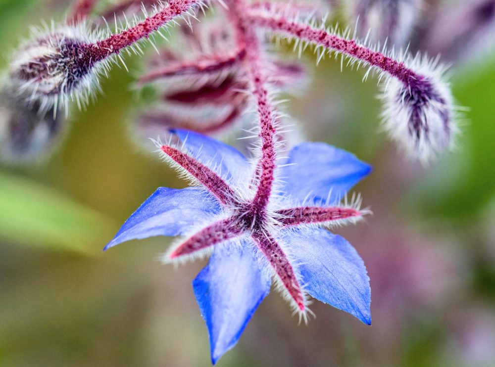 Old herbal remedy moves from folklore to facts
