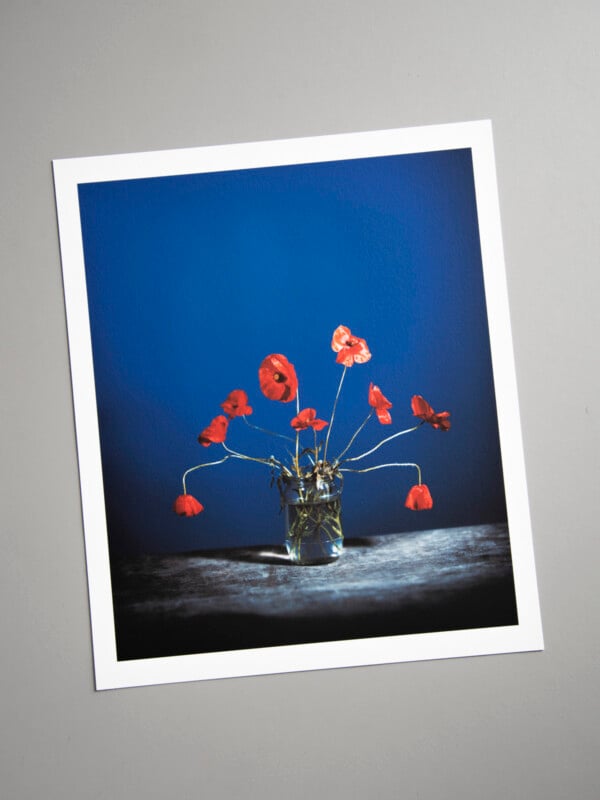 A square photograph of red poppies in a glass jar, set against a deep blue background. The flowers have drooping stems and are arranged on a gray surface. The photo print lies on a light gray table.