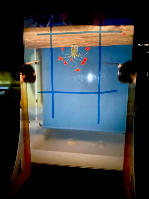 A water strider insect is seen from below on the surface of water, with blue grid lines and small red dots marking its leg positions. The scene is brightly lit against a dark background.