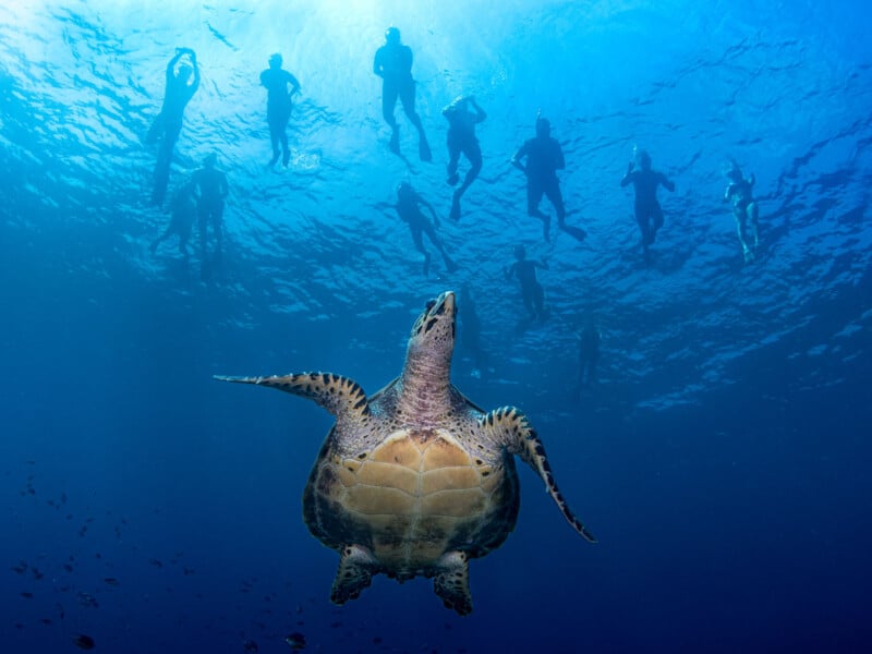 A sea turtle swims underwater while a group of snorkelers floats above, silhouetted against the bright blue surface of the ocean.