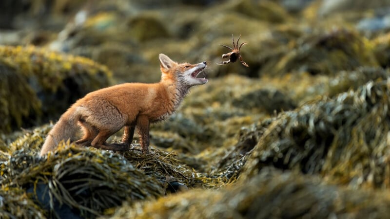 A red fox stands on seaweed-covered ground, mouth open and head tilted up, catching a crab mid-air above its mouth. The background is blurred, focusing on the fox’s action.