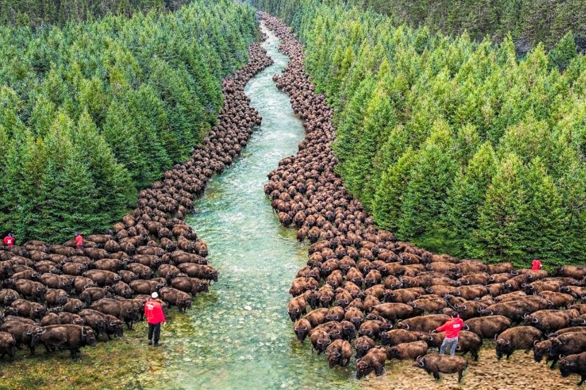The reintroduction of bison to the mountains of Romania is transforming the local nature and recreating a self-sustaining ecosystem, combining conservation and human coexistence.