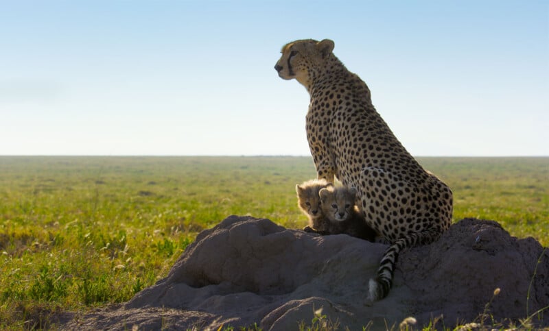 A cheetah sits alert on a mound in a grassy plain with two cubs nestled beside her, under clear blue sky.