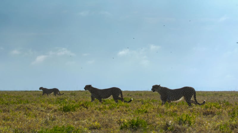 Three cheetahs walk across a grassy plain under a blue sky with scattered clouds and distant birds flying above them.