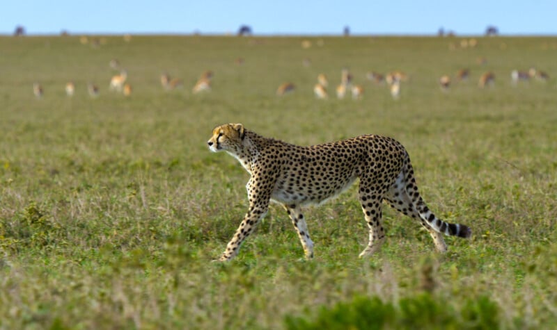 A cheetah walks across a grassy plain with blurred antelope and animals in the distant background under a clear blue sky.