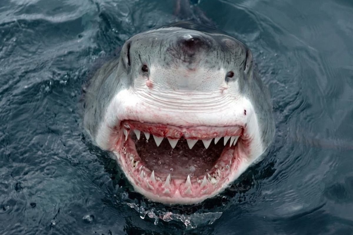 Scientists warn that great white sharks could disappear due to illegal fishing in the Mediterranean Sea, accelerating their extinction and affecting the marine ecosystem.
