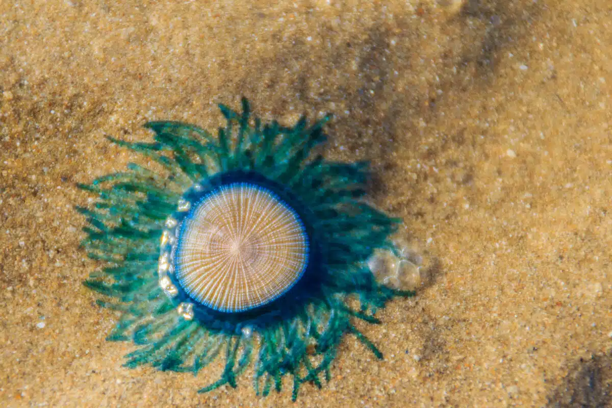 Close,up,blue,button,jellyfish,(porpita,porpita),on,the,beach