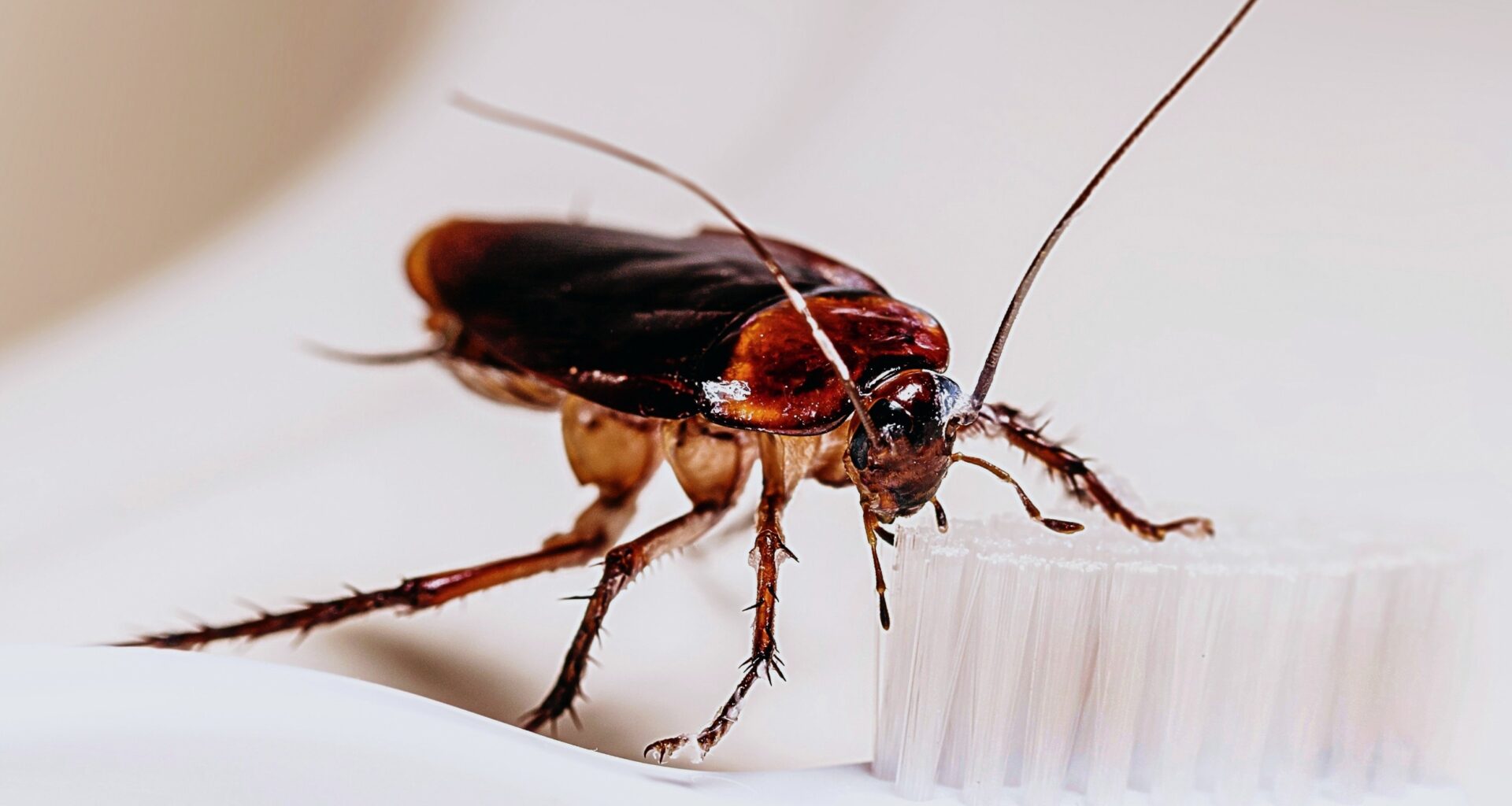 Cockroaches change choices when under stress