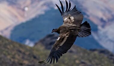 Condor release