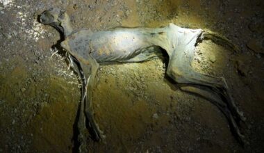 Mummified Cheetahs Discovered in Saudi Arabia Show How the Country Could Bring The Cats Back