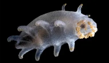 Deepest ice reef in the world discovered – and it’s teeming with life