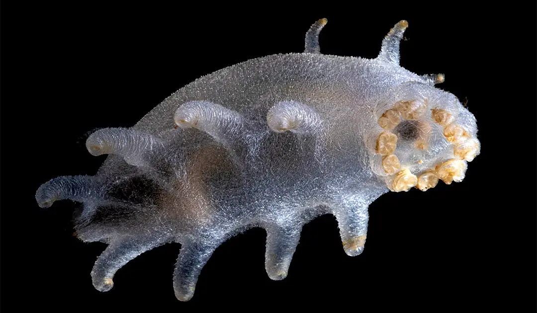 Deepest ice reef in the world discovered – and it’s teeming with life