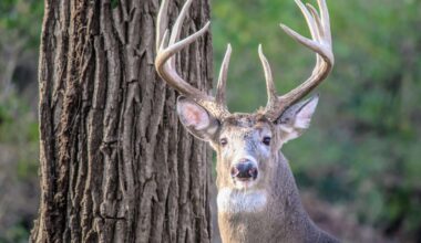 Deer leave glowing messages on trees during mating season