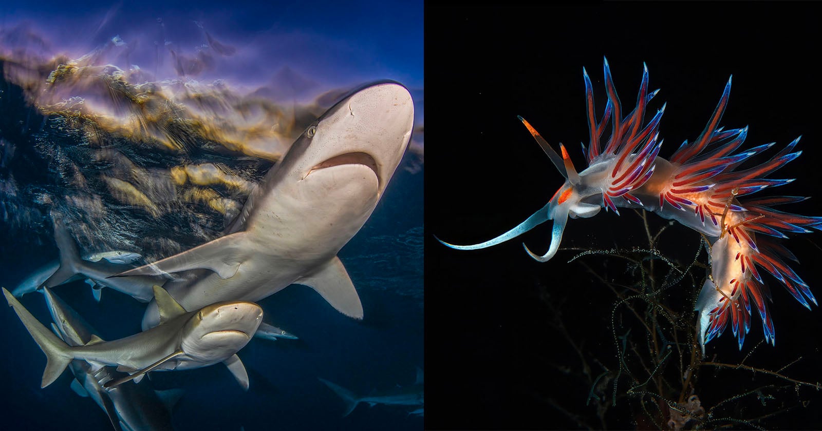 Dive Into the Spectacular 2025 Ocean Art Photo Competition Winners