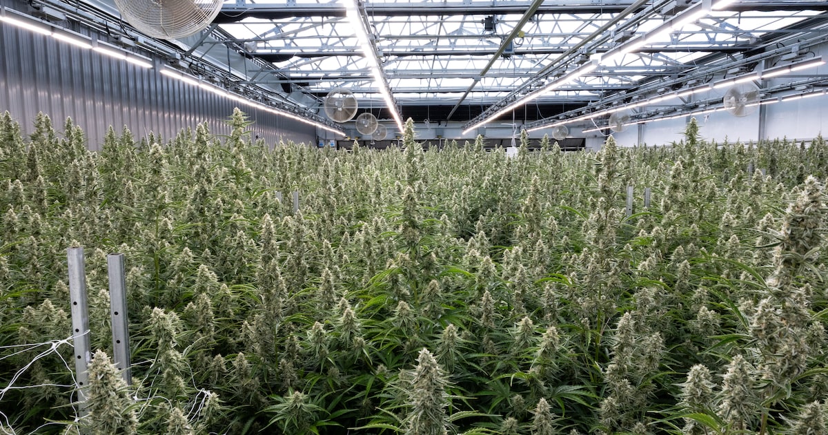 Texas is expanding its medical marijuana program. Here’s what to know about the drug