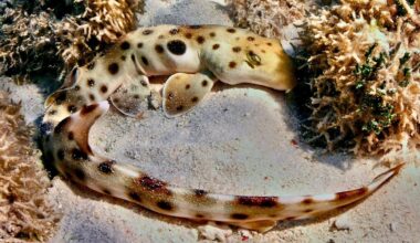 Epaulette shark