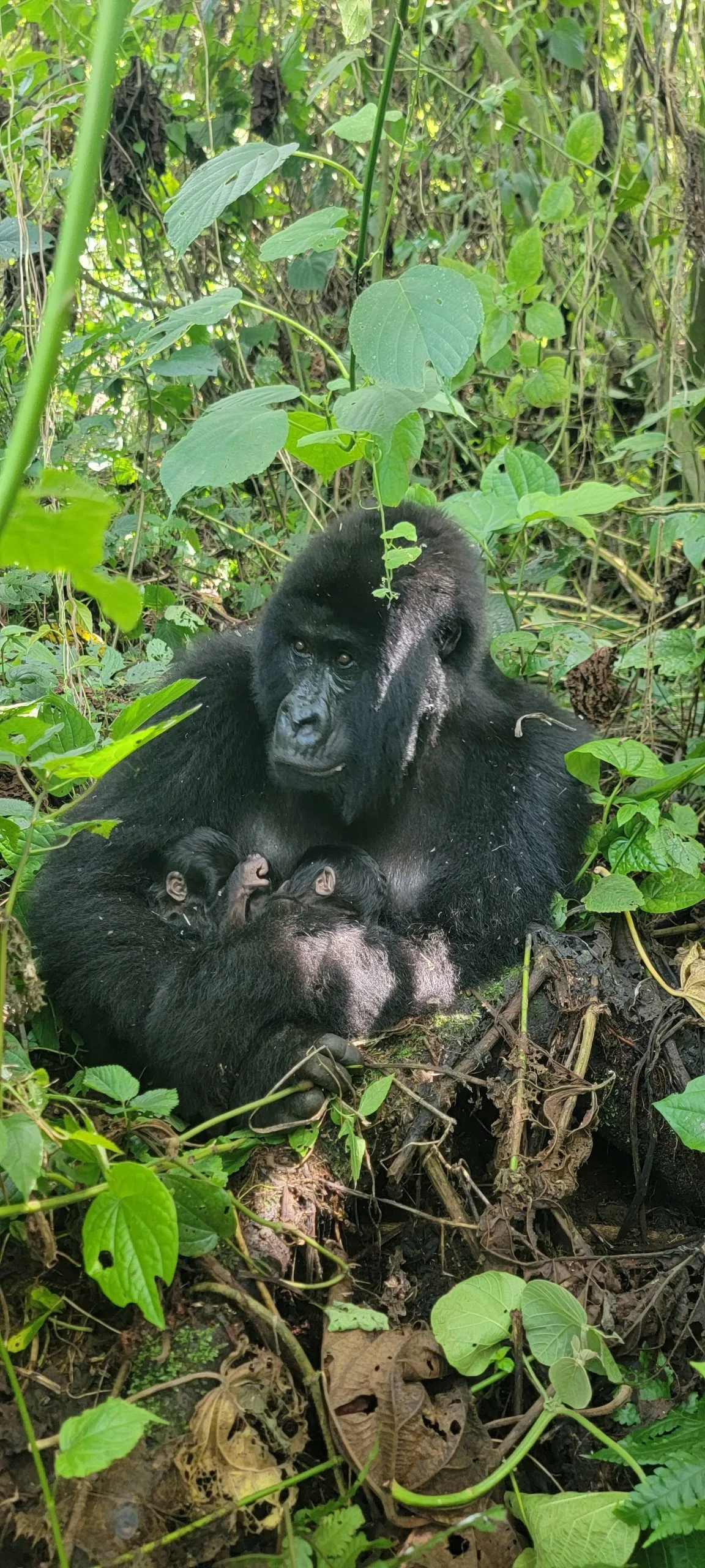 Female Mafuko and twins