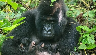Mountain gorilla female and twins