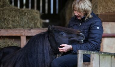 ‘Miracle’ pregnant mare temporarily blinded by life-threatening sepsis survives – and keeps her unborn foal