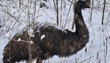 Watch: Forestry officials find lost emu in the woods of Poland