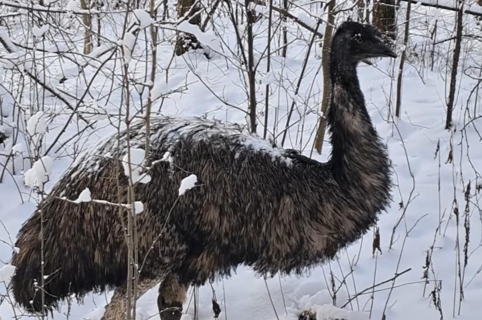 Watch: Forestry officials find lost emu in the woods of Poland