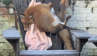 The Wild and Wacky Animal Rescues of 2025 Made the RSPCA Staff True Heroes